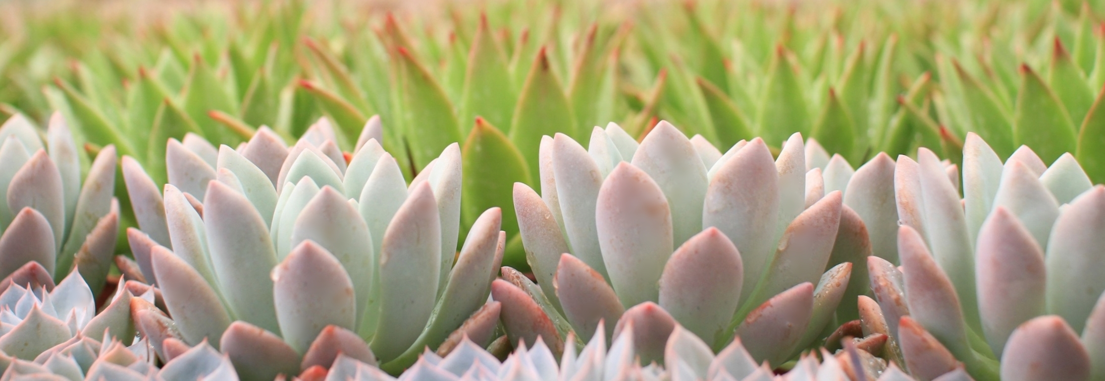 Rancho Vista Nursery in Vista, California. Quality cactus and succulents sold wholesale to trade and public.